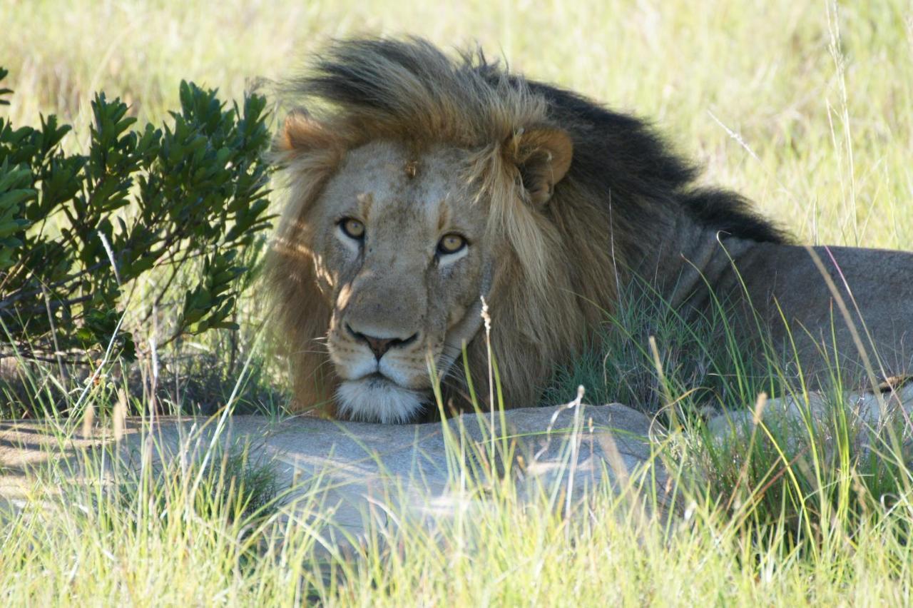 Lalibela Game Reserve - Kichaka Lodge Paterson Extérieur photo