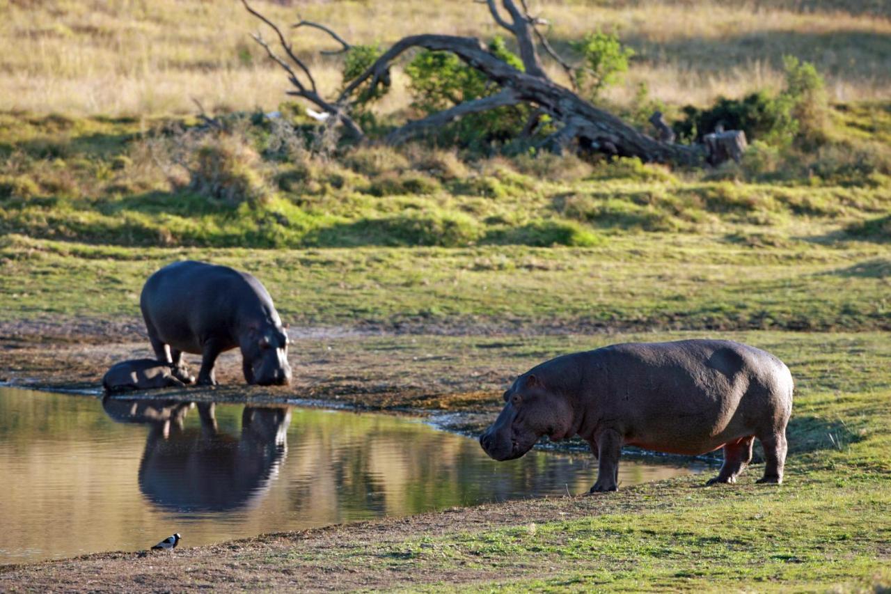 Lalibela Game Reserve - Kichaka Lodge Paterson Extérieur photo